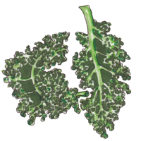 Grönkål1 Grönkål1